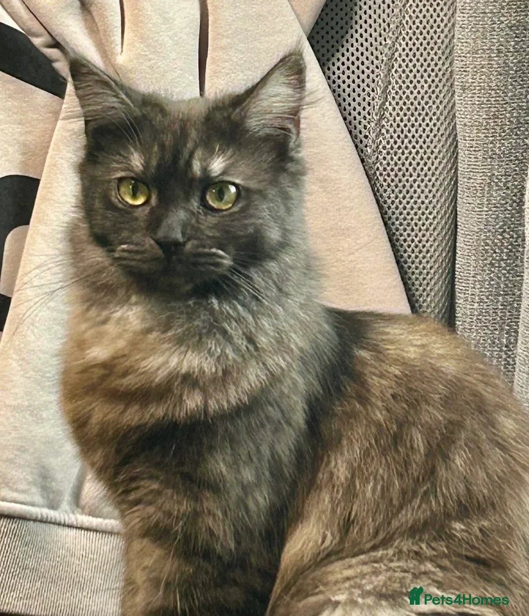 Maine Coon cats for sale: 6 lovely Maine coon kittens  - Advert 1