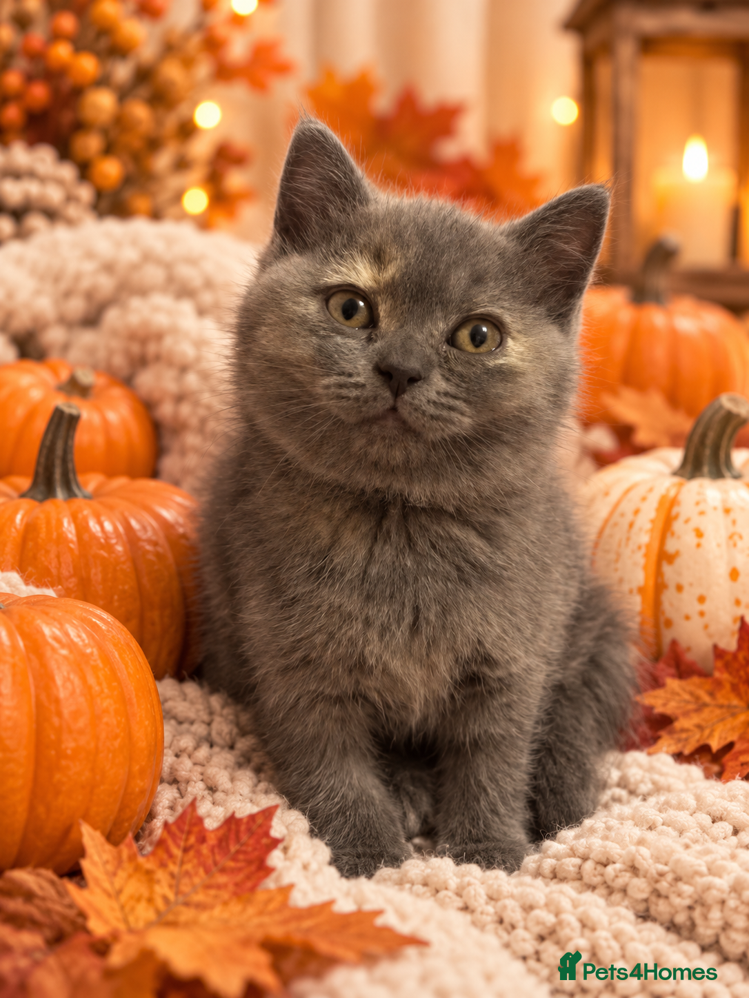 British Shorthair cats for sale: 🐾 Beautiful British Shorthair Kittens 🐾 - Advert 2
