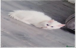 British Shorthair cats for sale: Lovely skye - Image 1