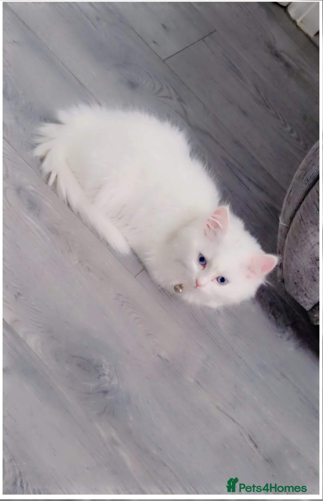 British Shorthair cats for sale: Lovely skye - Image 1