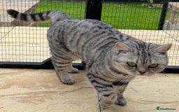 British Shorthair cats for sale: British Shorthair Silver Spotted GCCF Cat - Image 4