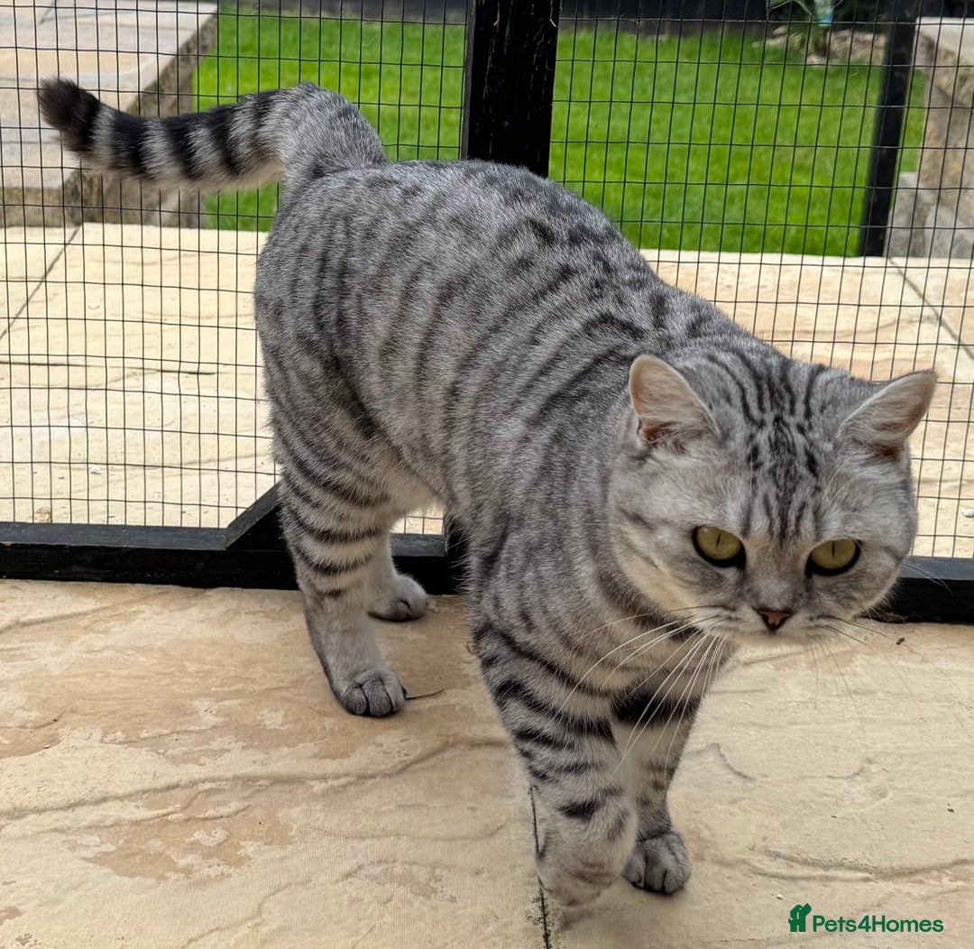 British Shorthair cats for sale: British Shorthair Silver Spotted GCCF Cat - Image 4