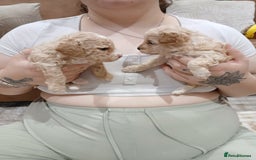 Maltipoo dogs for sale: Maltypoo pups - Image 3