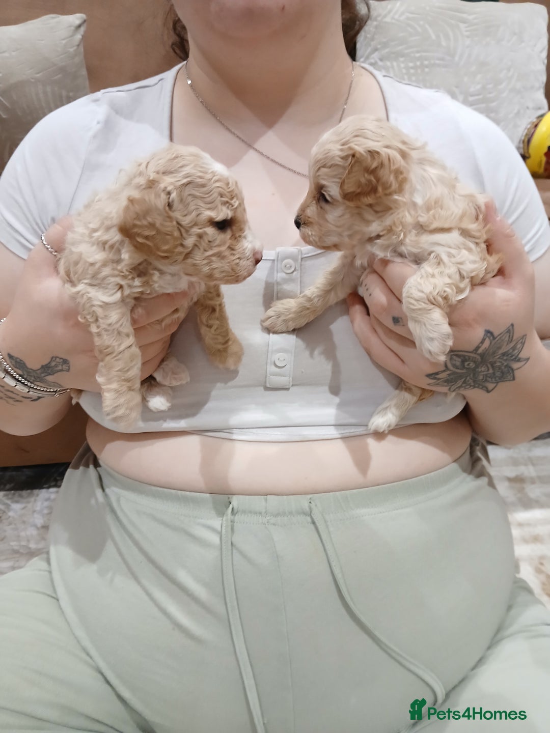 Maltipoo dogs for sale: Maltypoo pups - Image 3