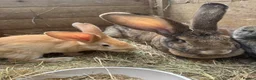 Continental Giant rabbits for sale: Continental giant rabbit kits (already vaccinated) - Advert 4