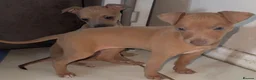 Italian Greyhound dogs for sale: (Only  girls)KC registered Italian greyhounds -  - Advert 3