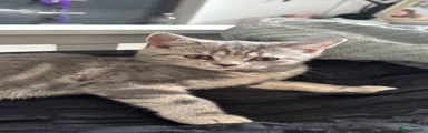 British Shorthair 2
