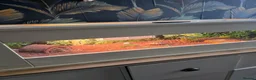 Tortoise reptiles for sale: Turbo the tortoise - Advert 1