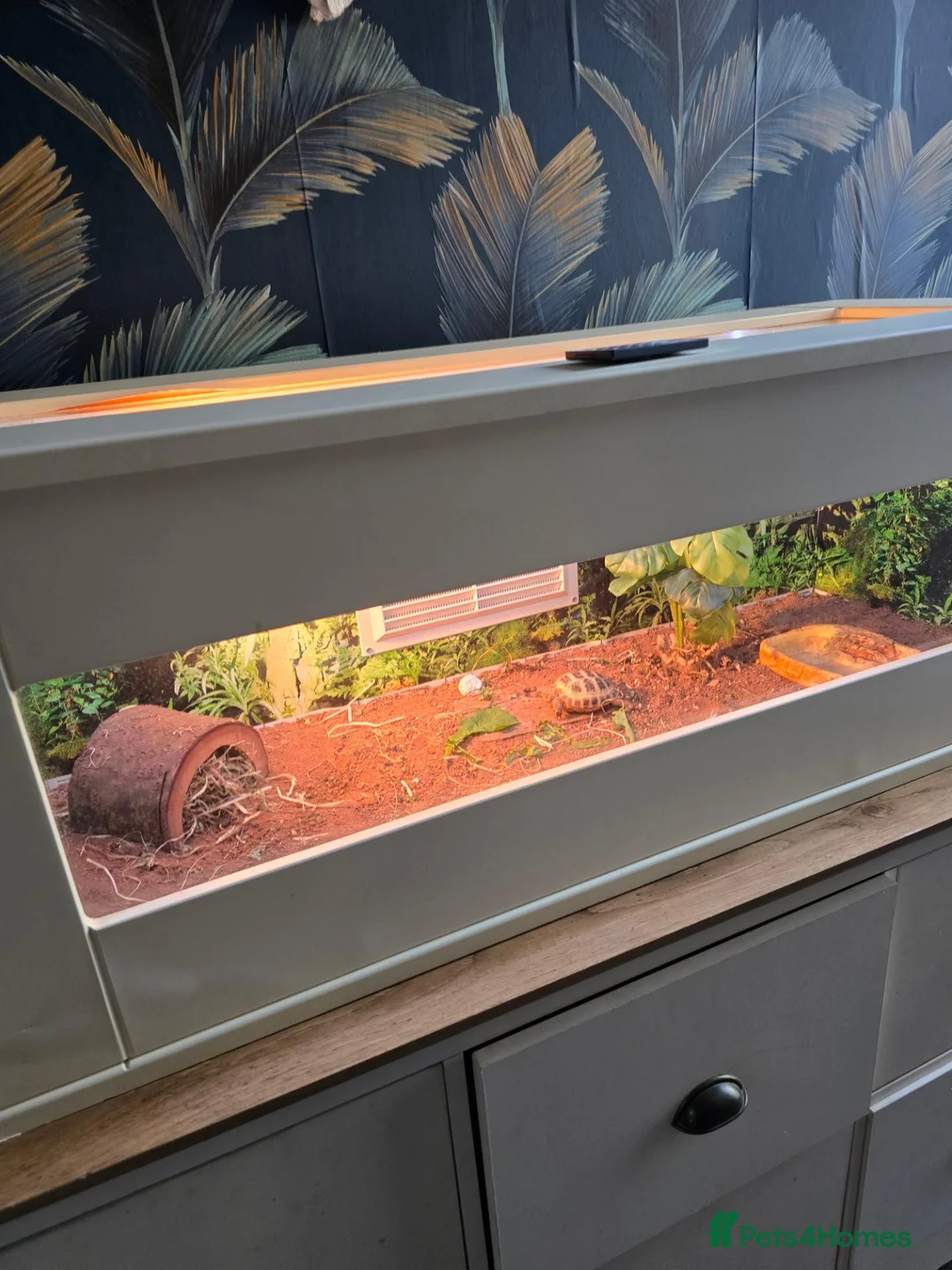 Tortoise reptiles for sale: Turbo the tortoise - Advert 1