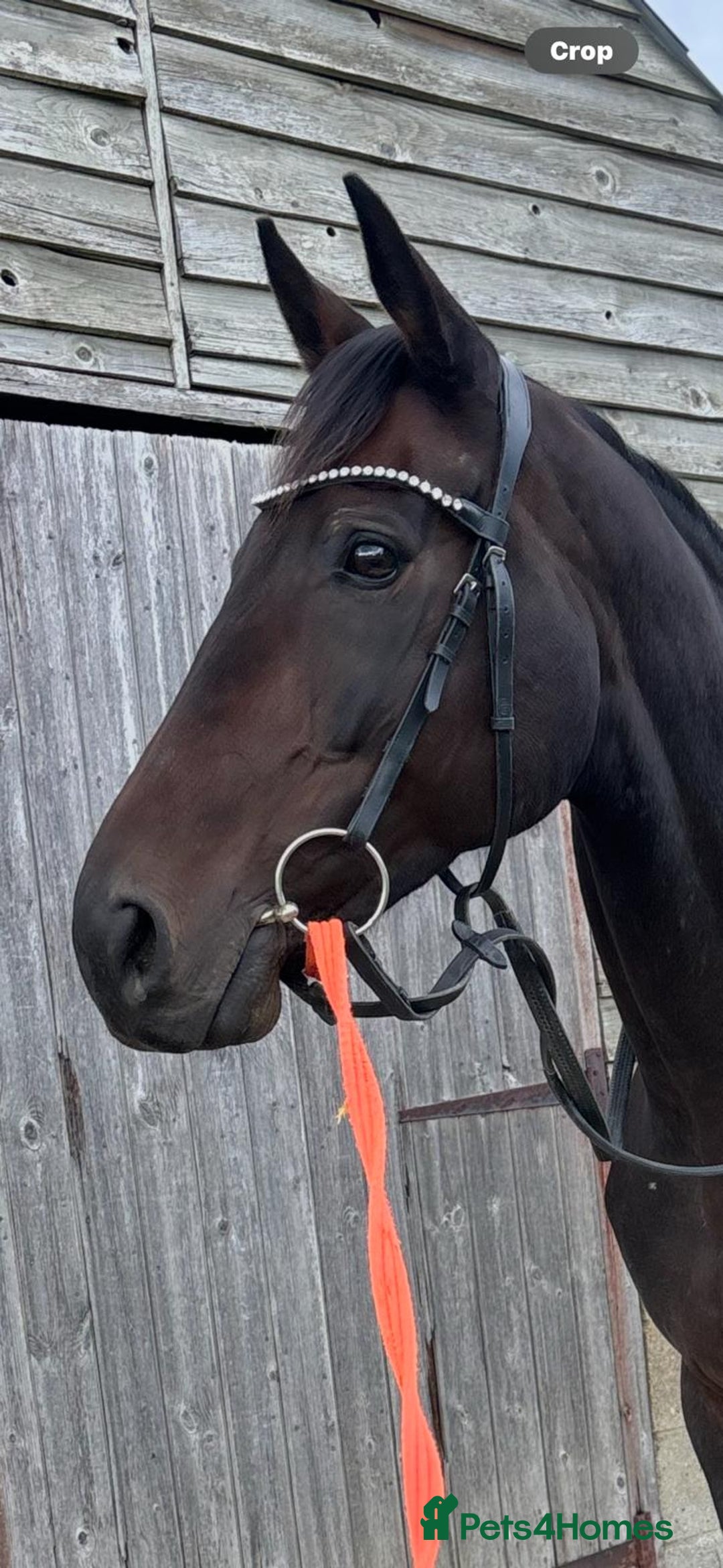 Irish Thoroughbred horses for sale: Super loving mare with huge heart ❤️  - Image 5