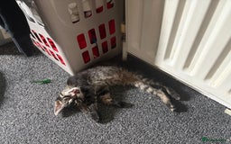 Mixed Breed cats for sale: half bengal half british short hair kitten  - Image 1