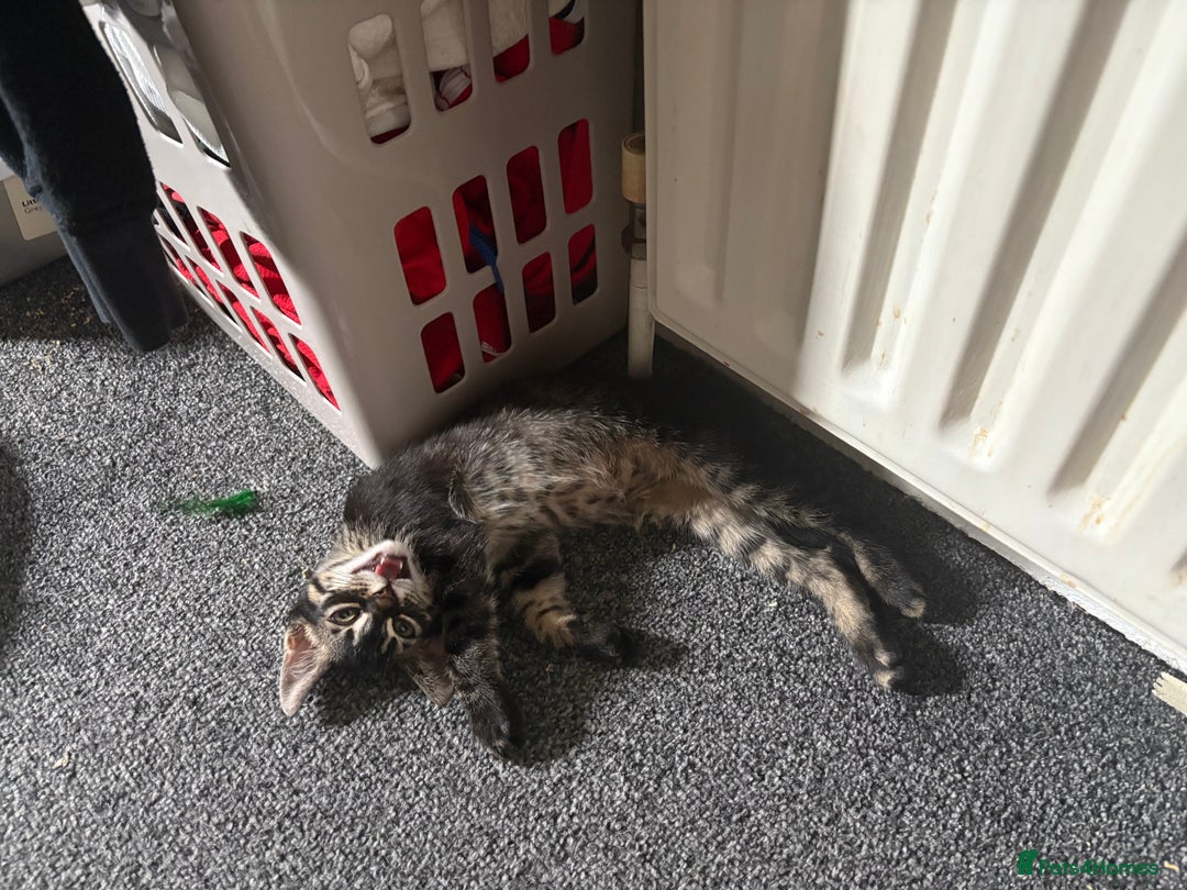 Mixed Breed cats for sale: half bengal half british short hair kitten  - Image 1