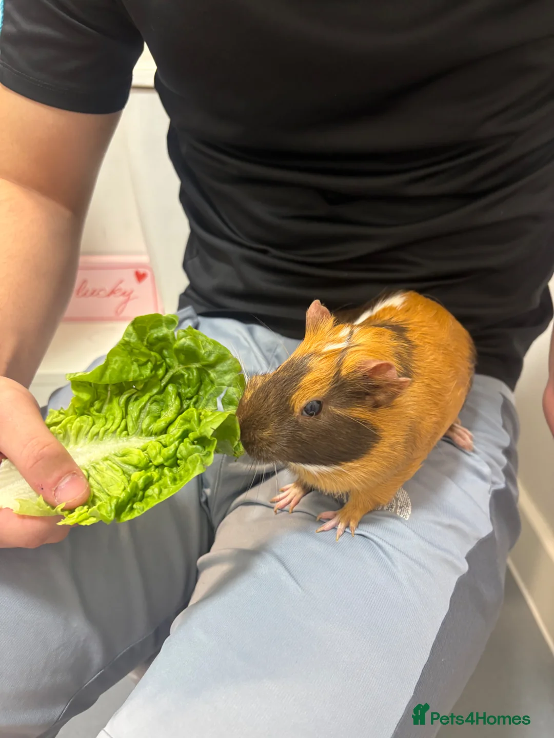 Guinea Pig rodents for sale: female guinea pig and cage in Feltham - Advert 1