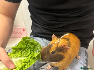 Guinea Pig rodents female guinea pig and cage - Advert 1