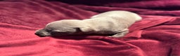 Whippet dogs for sale: 3 Stunning Whippet Boy's available  - Advert 23