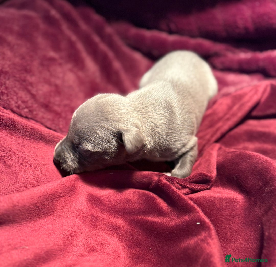 Whippet dogs for sale: 3 Stunning Whippet Boy's available  - Advert 23