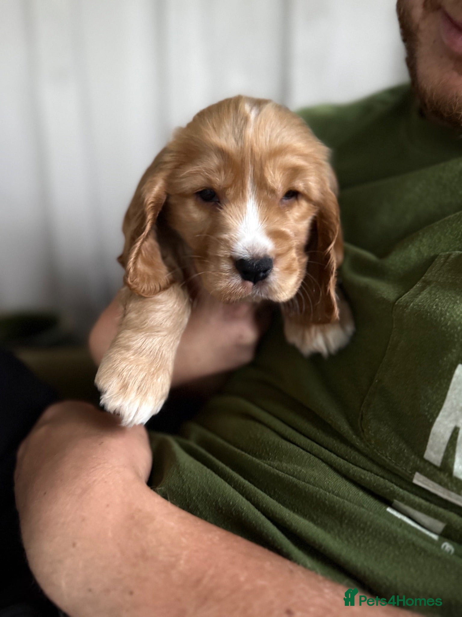 Cocker Spaniel dogs ✨ one golden boy available ✨ - Advert 6