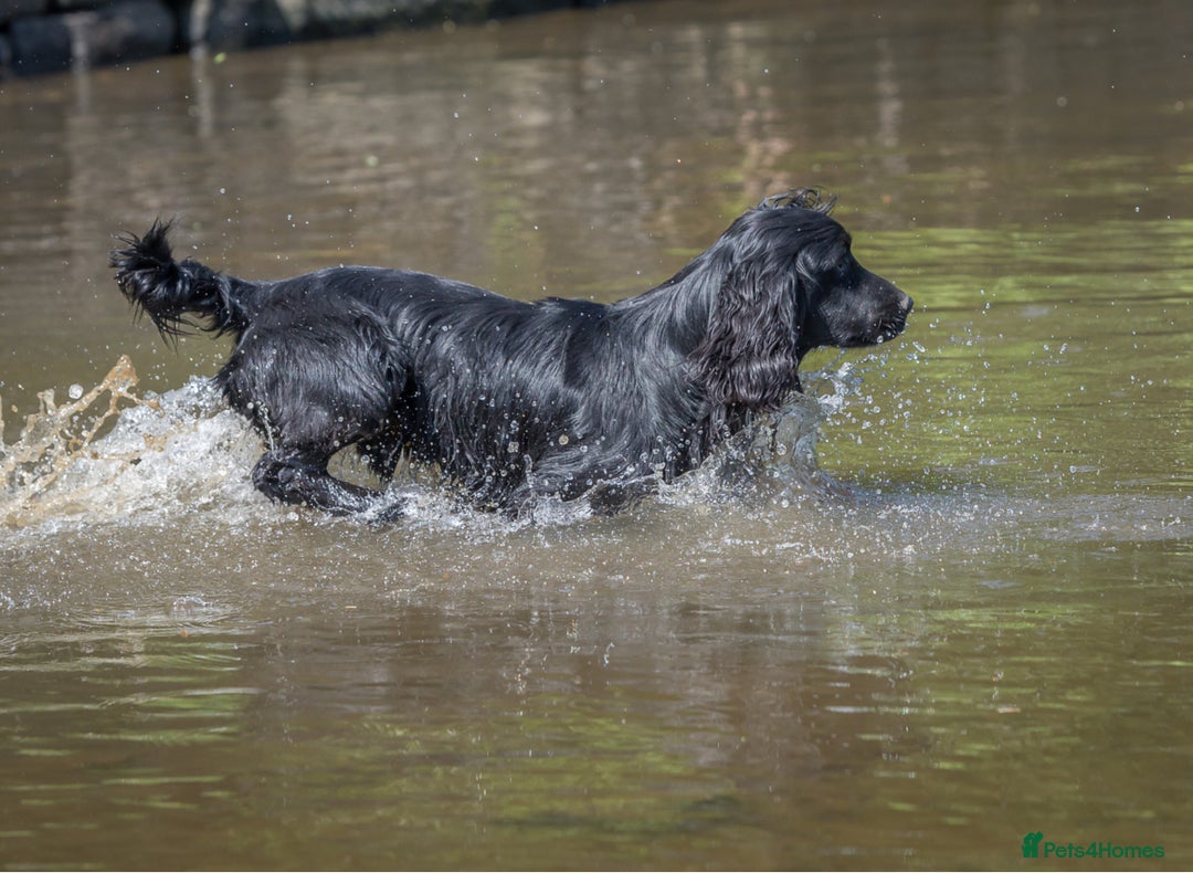 Cocker Spaniel dogs for sale: Gorgeous Cockers  - Farlavale x Muzmurray - Advert 8