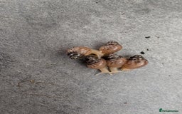 Snails invertebrates for sale: Baby African Land Snails - Image 3