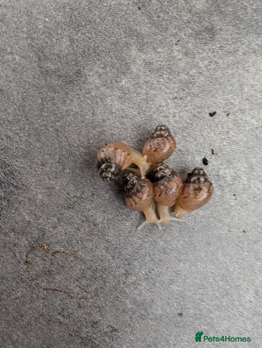 Snails invertebrates for sale: Baby African Land Snails - Image 3