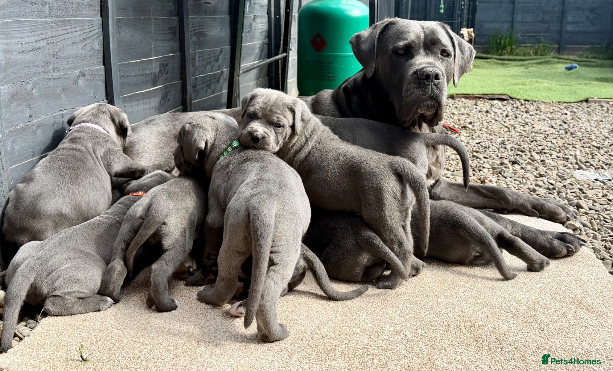 Cane Corso dogs 🐾 Outstanding Cane Corso Puppies 🐾 - Advert 7