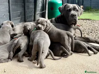 Cane Corso dogs 🐾 Outstanding Cane Corso Puppies 🐾 - Advert 15