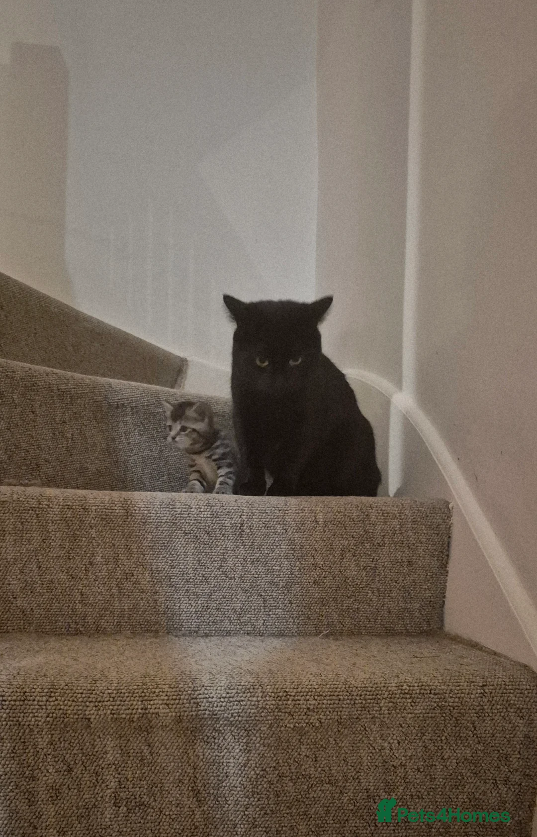 Mixed Breed cats for sale: Barn/House Kittens for Sale  - Advert 8