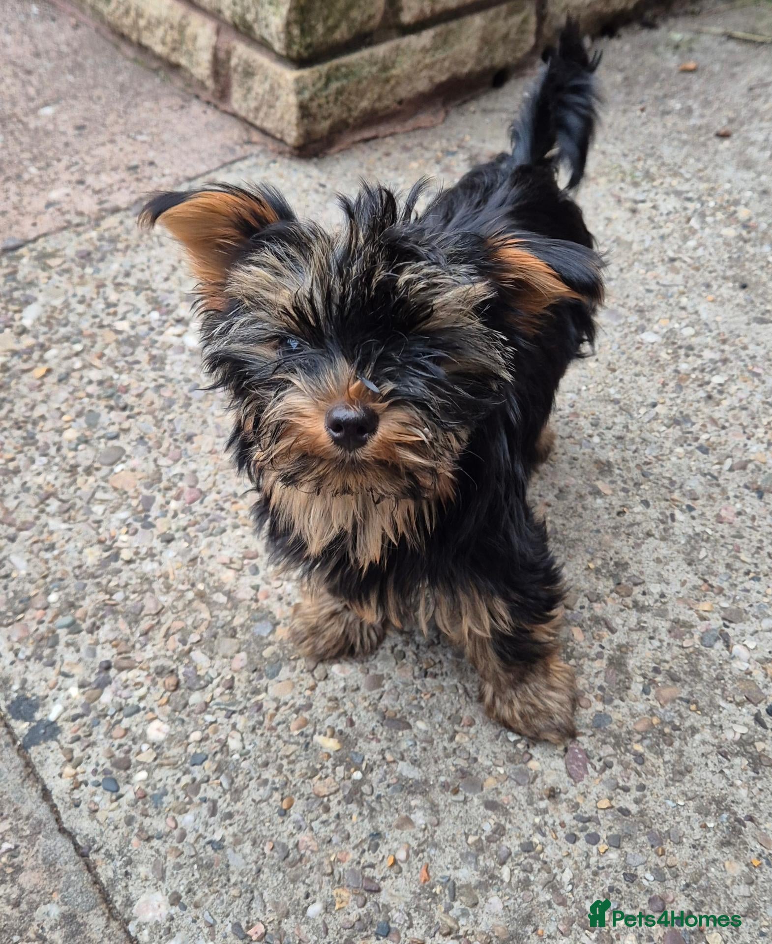 Yorkshire Terrier dogs 🐾 Beautiful Yorkshire Terrier Girls - Advert 2