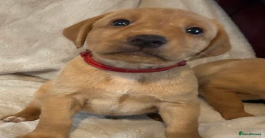 Labrador Retriever dogs - Advert 11