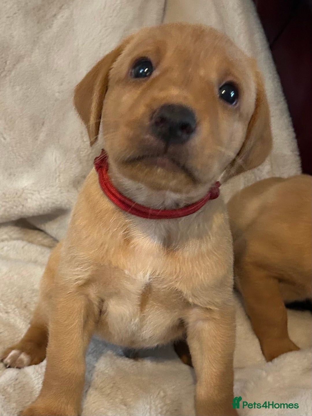 Labrador Retriever dogs for sale: KC REG FOX RED LABRADOR PUPPIES - Image 3