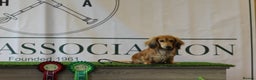 Miniature Dachshund dogs for sale: Exceptional Champion Bloodlines KC Registered PRA - Advert 10