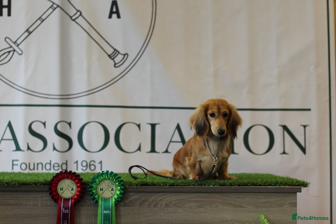 Miniature Dachshund dogs for sale: Exceptional Champion Bloodlines KC Registered PRA - Advert 10