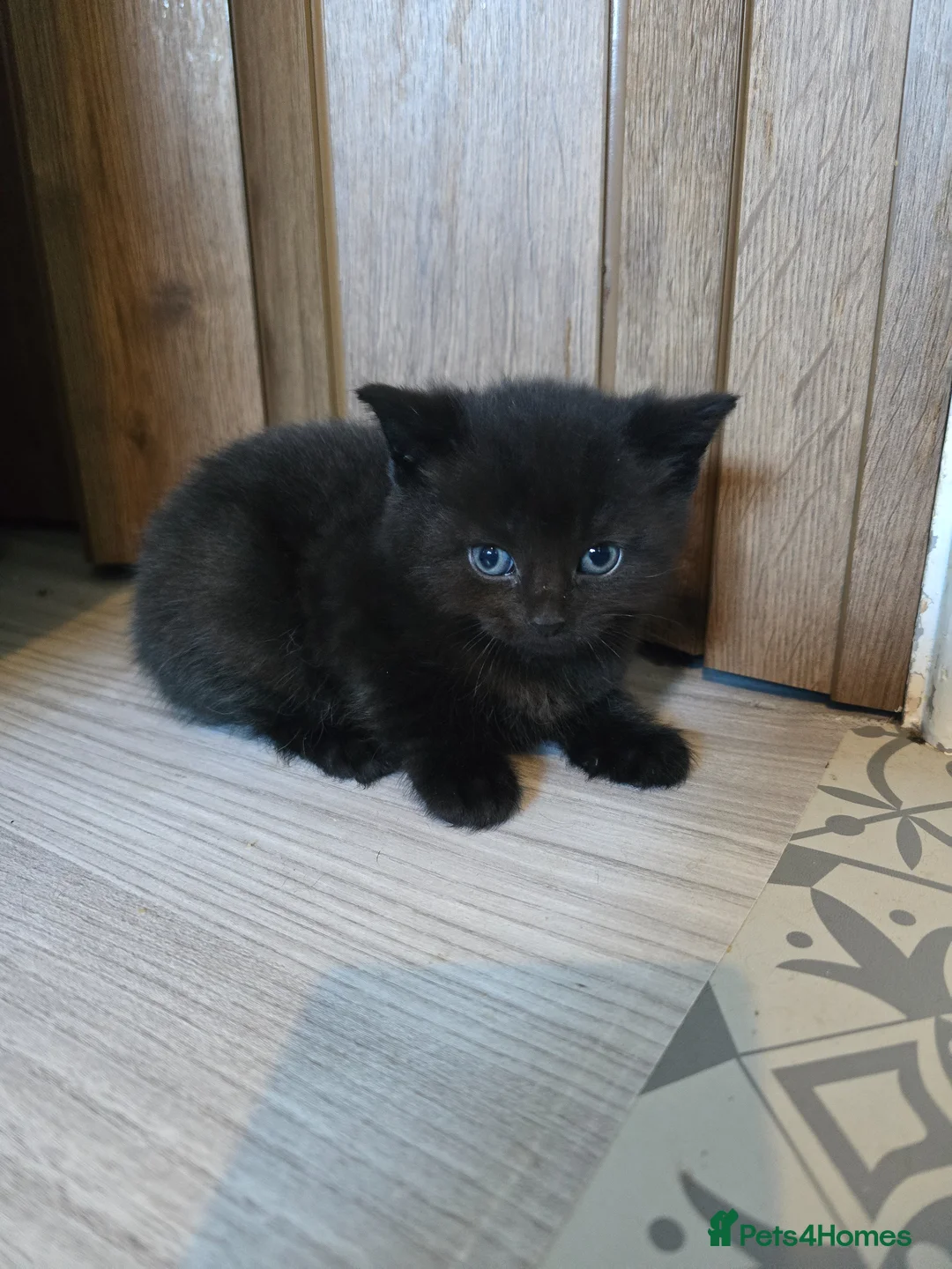 Scottish Fold cats for sale: Beautiful Scottosh Fold Kittens - Advert 14