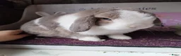 Mini Lop rabbits for sale: 2 Male Mini lops bonded  - Advert 2