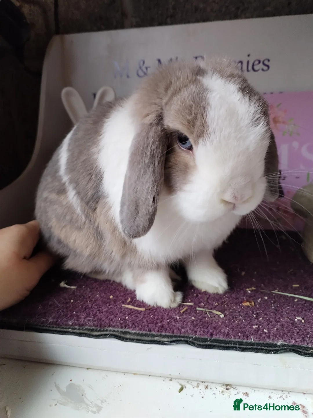 Mini Lop rabbits for sale: 2 Male Mini lops bonded  - Advert 2