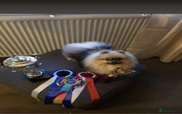 Pomeranian dogs for sale: Pomeranian show dogs x2 - Image 8
