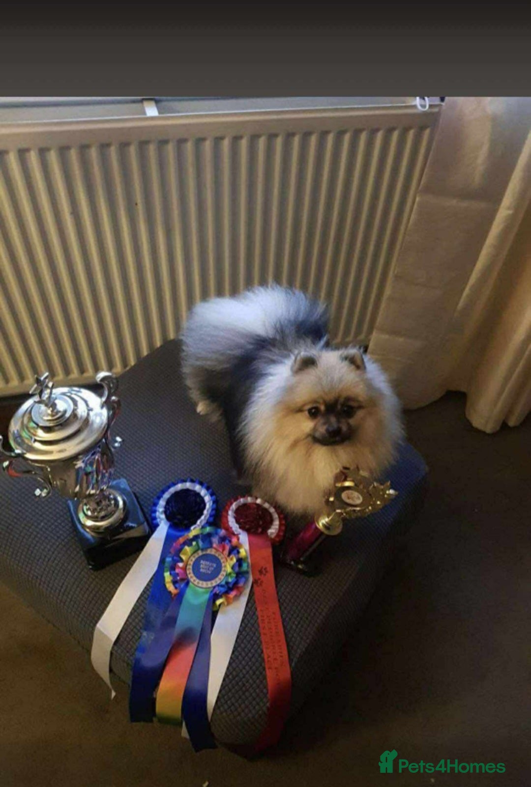 Pomeranian dogs for sale: Pomeranian show dogs x2 - Image 8