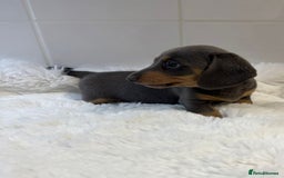 Miniature Dachshund dogs for sale: 2 stunning miniature dachshund puppy’s  - Image 23