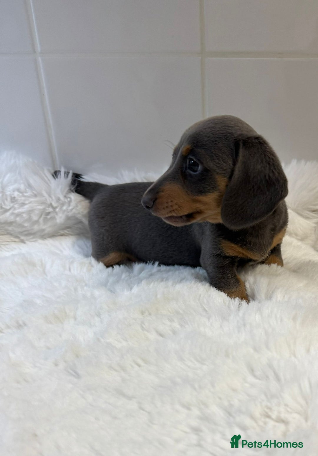 Miniature Dachshund dogs for sale: 2 stunning miniature dachshund puppy’s  - Image 23