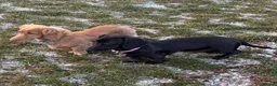 Miniature Dachshund dogs for sale: Jet black long haired miniature dachshund - Advert 2
