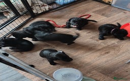 Mixed Breed dogs for sale: READY!! Sprocker jack pups + free bag in Hereford - Image 24