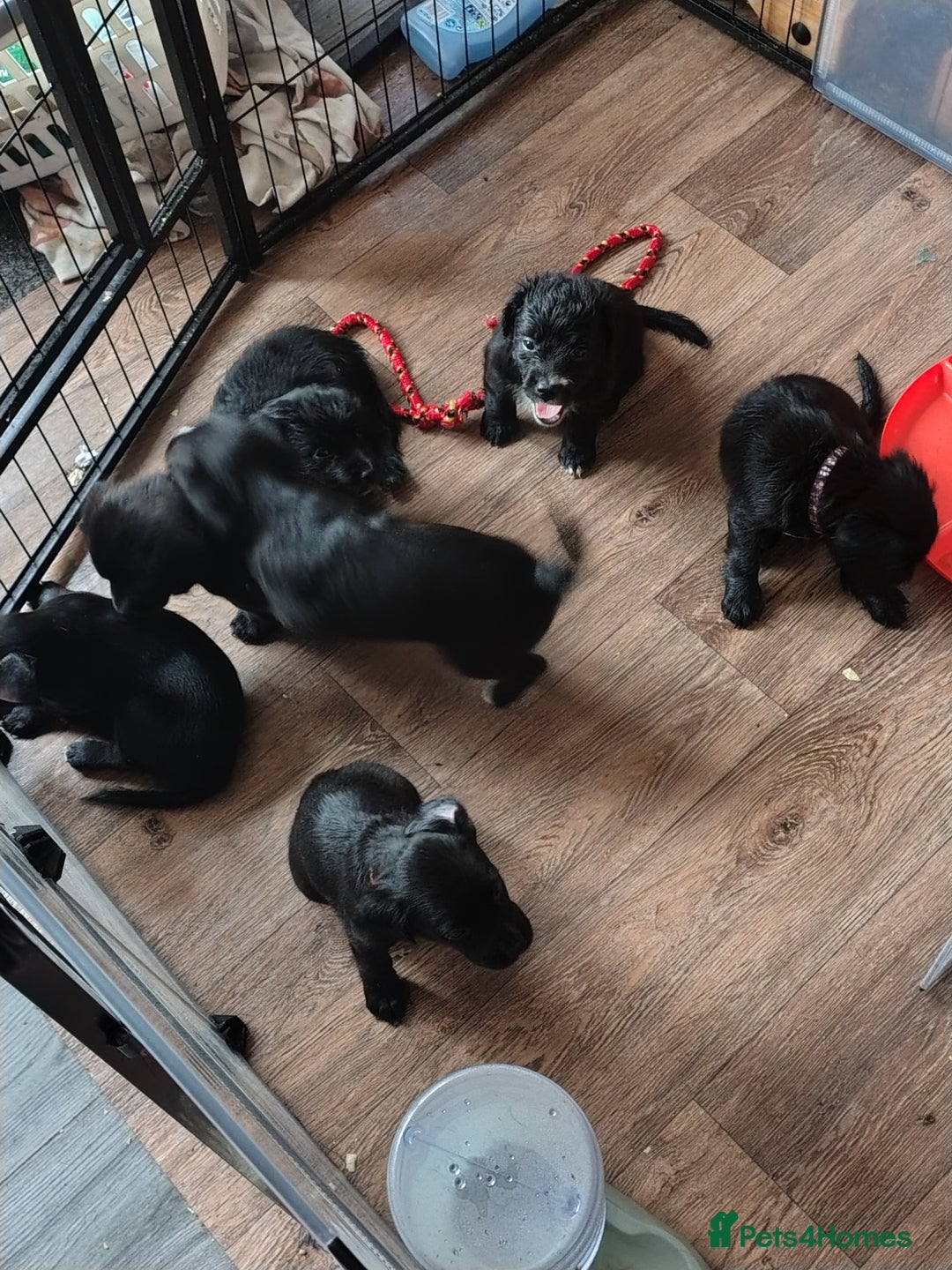 Mixed Breed dogs for sale: READY!! Sprocker jack pups + free bag in Hereford - Image 24