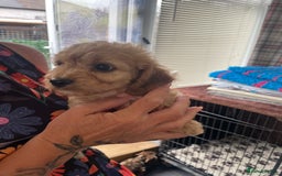 Cavapoo dogs for sale: Cavapoo puppies  - Image 25