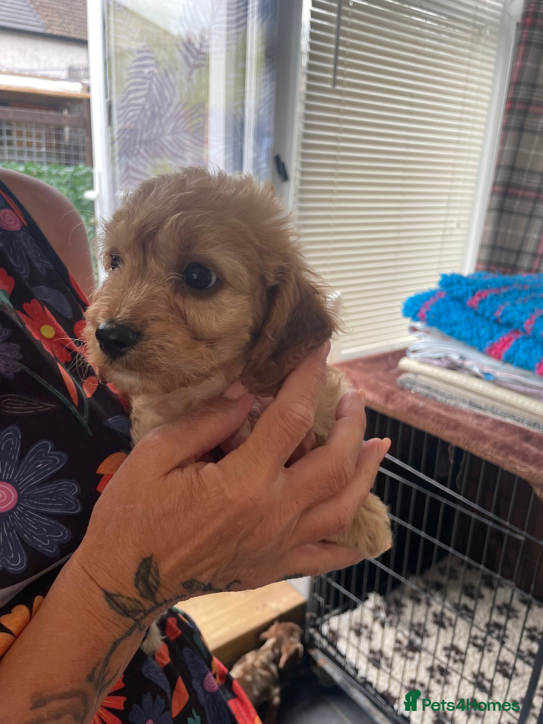 Cavapoo dogs for sale: Cavapoo puppies  - Image 25
