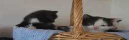 Mixed Breed cats for sale: Beautiful Kittens Looking for Loving Homes - Advert 5