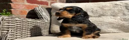 Cocker Spaniel dogs for sale: Stunning cocker pups kc reg ready now - Advert 18