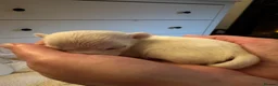 Chihuahua dogs for sale: Adorable Chihuahua Puppies Ready for Loving Homes - Advert 20