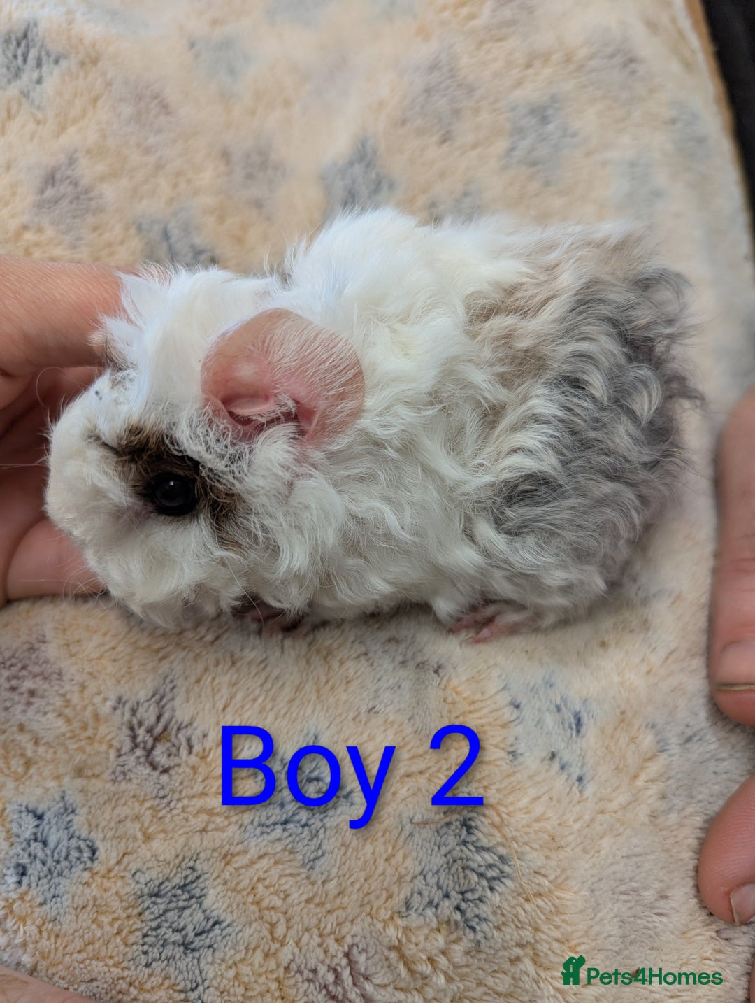 Guinea Pig rodents for sale: Guinea pigs babies & adults. Lunkarya cross breed - Advert 4