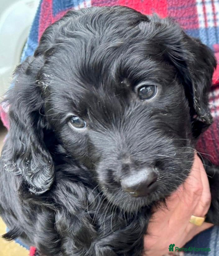 Double Doodle dogs Double Doodle puppies  - Advert 5