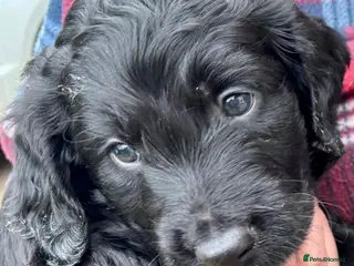 Double Doodle dogs Double Doodle puppies - Advert 5